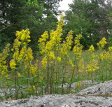Solidago  Virgaurea, Goldenrod