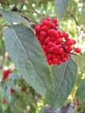 Red-berried Elder