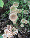 Mushrooms,  partly hidden
