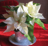 White Poinsettia in Winter Sunshine