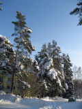 Snowcovered Trees