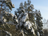 Snowcovered Trees 2