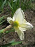 White Narcissus