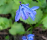 Flying Flower - Illusion?