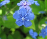 Omphalodes Verna