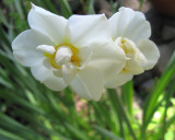 Narcissi 2 (2)