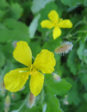 Chelidonium Majus 