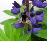 A Bee On The Lupin 