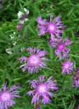 Centaurea Jacea / Brown knapweed