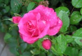 Pink Roses in our Yard