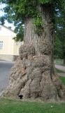 Old Tree 3(4)