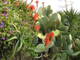 Cacti , Aloes and Other Plants..
