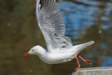 Silver Gull or Australian Seagull, Australia, Victoria, Maribynong