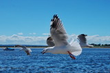 Silver Gull or Australian Seagull, Australia, Victoria, Queenscliff