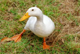 Goose, Australia, Victoria, Korumburra