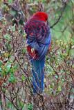 Crimson Rosella Platycercus elegans 1