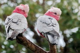 Pink and Grey Galah - look to the right