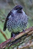 Wattle Bird 3