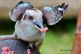 Laughing Kookaburra 4