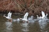 Geese taking flight from water