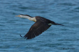 Cormorant in flight, Agelsea, Victoria, Australia