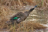 Chestnut Teal Duck shaking, Agelsea, Victoria, Australia