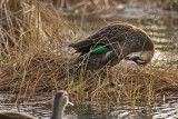 Chestnut Teal Duck looking, Agelsea, Victoria, Australia