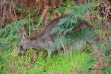 Female Doe Kangaroo with Joey in pouch