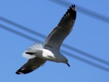 seagull01.jpg