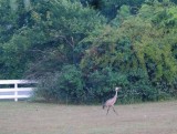 Sandhill Crane in front yard!