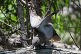 Eurasian Collared Dove