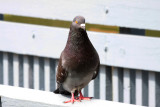 Rock Pigeon