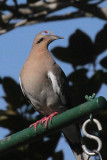 White-winged Dove