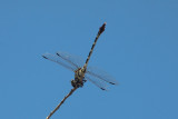 Four-striped Leaftail Dragonfly