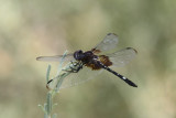 Checkered Setwing Dragonfly