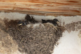 Barn Swallow Nest with Chicks