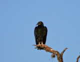 Black Vulture