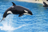 Leaping orca