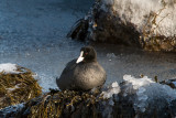 Winter by the sea: Eurasian Coot  / Vinter ved havet:  Blitshne