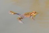 Common toad / Skrubtudse 