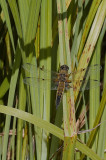 Four-spotted Chaser / Fireplettet libel