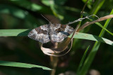 Broken-barred Carpet / Hasselmåler