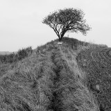 Autumn / Efterår