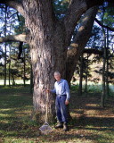 Tom Lawrence and his 200-year-old walnut tree . . .