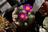 Mammillaria saboae ssp. haudeana