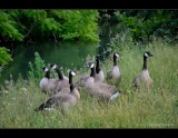 Gaggle of geese