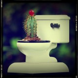 The cactus throne