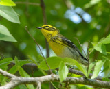 Townsends Warbler