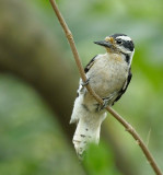 Downy Woodpecker