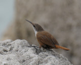 Canyon  Wren